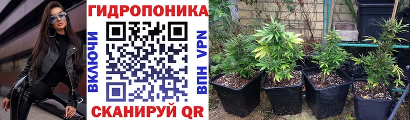 Конопля планчик Котово